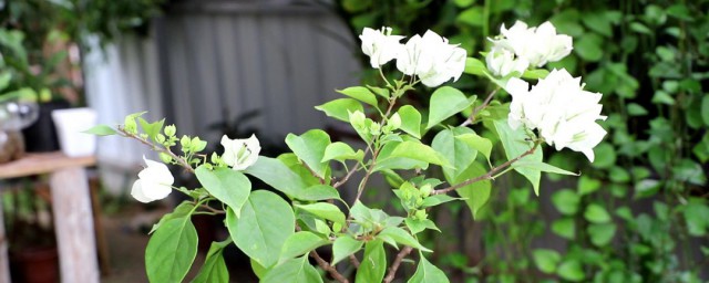 木兰花的盆栽养殖技巧和注意事项 木兰花的盆栽养殖技巧分享