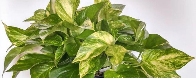植物绿萝种植技巧 植物绿萝怎样种植