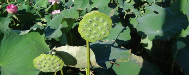 莲蓬的种植技巧和注意事项 莲蓬怎样种植