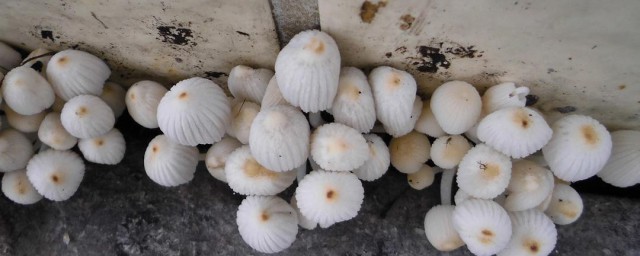 墙角长蘑菇的原因 为什么墙角长蘑菇