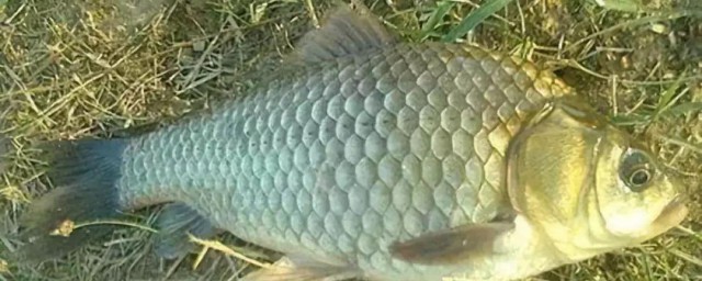 野钓鲫鱼教程 野钓鲫鱼的方式