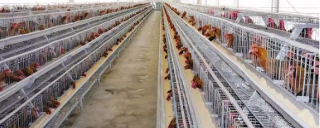 鸡舍最简单的建造技巧 怎样建鸡舍