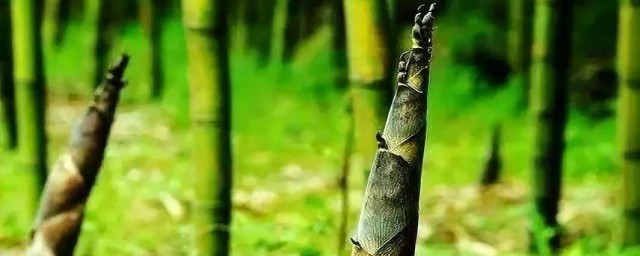 笋子的种植时间和技巧 笋子怎样种植