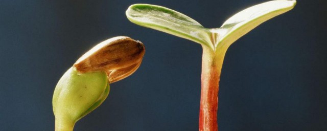 白睡莲种子催芽要领 白睡莲种子如何催芽