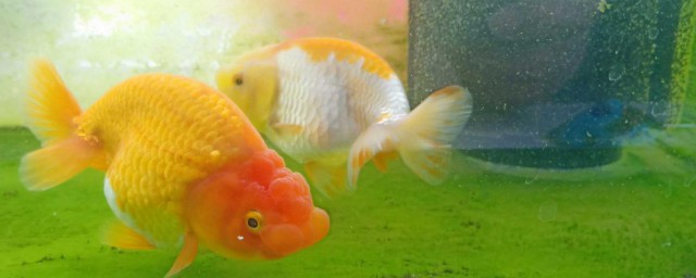 淡水鱼的最佳养殖技巧 淡水鱼的最佳养殖技巧是什么