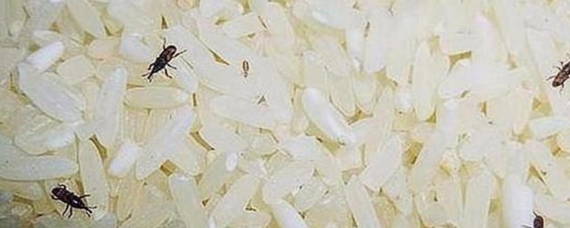 大米生虫去除最快方法 大米生虫如何去除