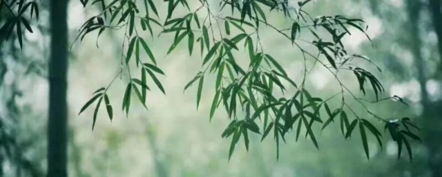 竹子的生长技巧 竹子怎样生长