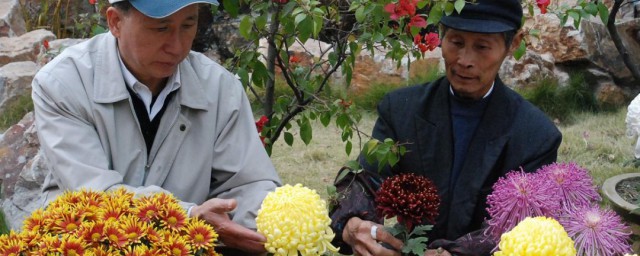 日本的菊花种植技巧 日本的菊花怎样种植