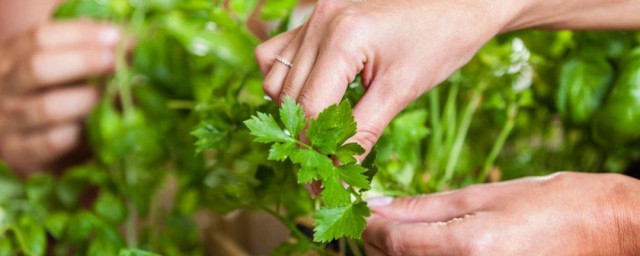 欧芹香料精确使用技巧 欧芹香料怎样使用