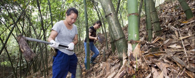 笋子种植技巧 笋子怎样种植