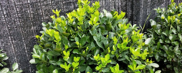冬青树的种植要领 冬青树如何种植