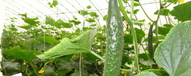 黄瓜藤种植办法 黄瓜藤如何种植