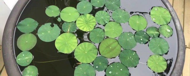无土睡莲养在水缸里的技巧 睡莲水培技巧