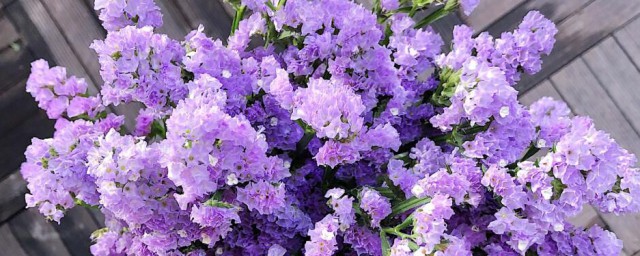 勿忘我花怎样养 怎样养殖勿忘我