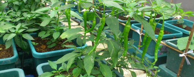 花盆辣椒种子种植要领 辣椒种子怎么种植呢