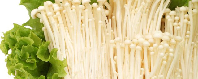 金针菇的种植 金针菇怎样种植