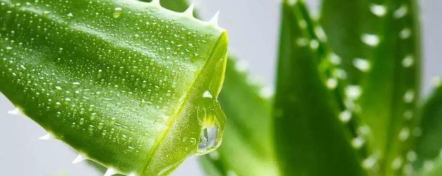 芦荟的气味 芦荟的气味是什么