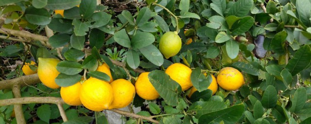 香水柠檬种植 香水柠檬种植要领