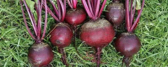 甜菜根禁忌 吃甜菜根注意事项