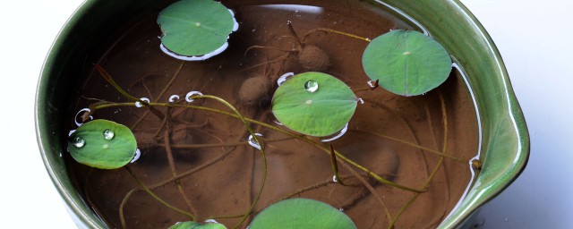 碗莲发芽技巧 碗莲快速催芽技巧分享