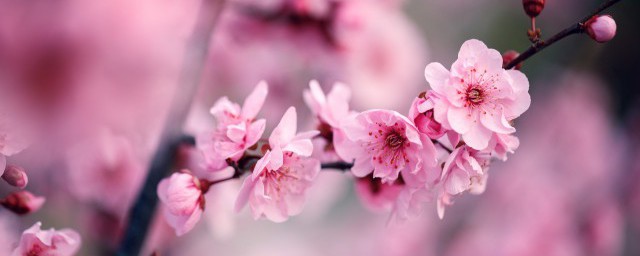 写梅花的古诗 关于梅花的古诗集锦