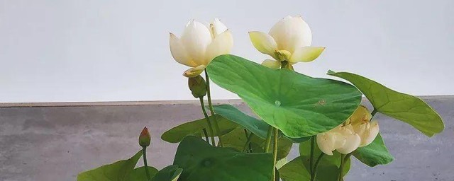 大容器碗莲种植技巧教程 碗莲的种植技巧简介