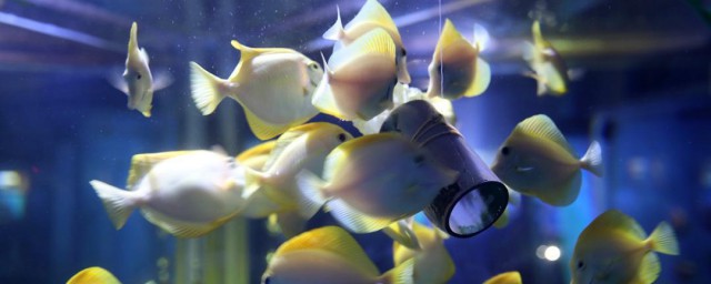 养海水鱼要领 饲养海水鱼的方法