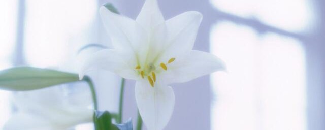 百合花怎样水养 百合花插在水里怎样养