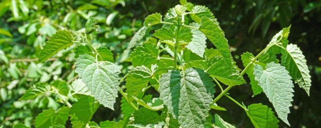 藿香移栽方式 藿香种植方法