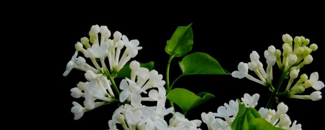丁香花什么季节开花 丁香花的简介