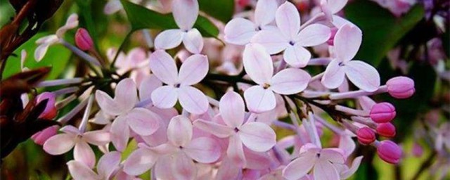 丁香花的养殖技巧和注意事项 丁香花怎样养殖