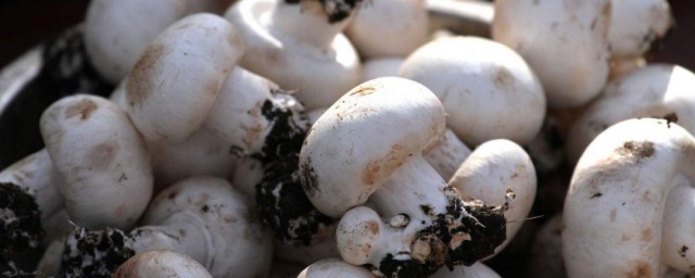 双孢菇怎样做好吃 双孢菇的做法
