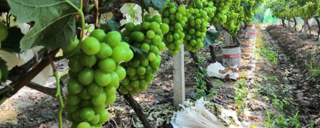 阳光玫瑰种植技巧 阳光玫瑰怎样种植