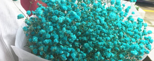 勿忘我干花怎样养 怎样养勿忘我干花