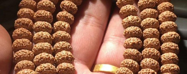 金刚菩提子简介 金刚菩提子的简介