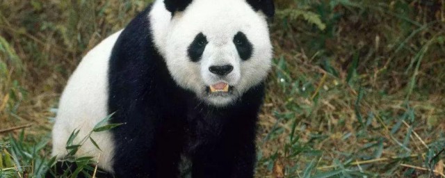 大熊猫的运动方式是什么 大熊猫的运动方式简介