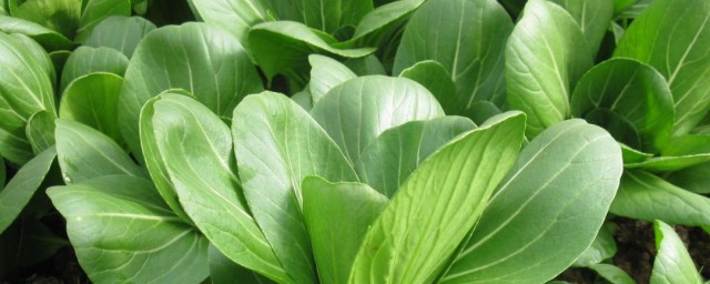上海青种植最简单技巧 怎样种植上海青