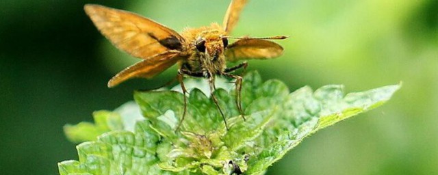 菊花生腻虫了怎样办 菊花生腻虫了怎样解决