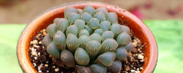 玉露最好养的技巧 玉露怎样养