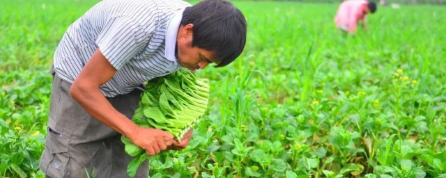 广东菜心养殖办法 广东菜心怎么养殖