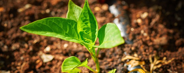 春播辣椒露地育苗的要领 小菜园种植辣椒育苗要领