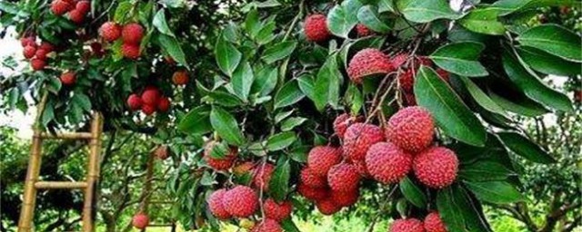 修剪荔枝树办法 荔枝树如何修剪