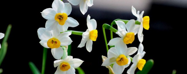 水仙花观察日记 观察水仙花日记简介