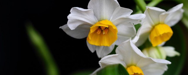 水仙花什么季节开花 什么季节水仙花开花