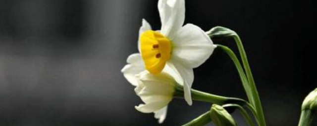 水仙花的诗歌 水仙花的诗歌有什么