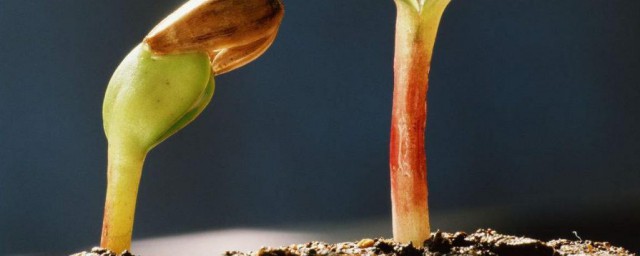 蔬菜种子催芽剂使用技巧 蔬菜种子催芽剂使用技巧有哪些