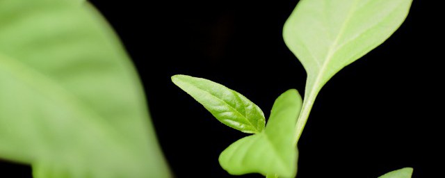 桧柏种子催芽办法 桧柏种子如何催芽最有效