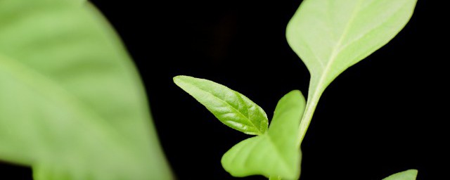 桧柏种子催芽办法 桧柏种子如何催芽最有效