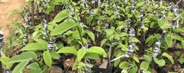 释迦苗移植技巧 释迦树苗定植时间应该怎样选择