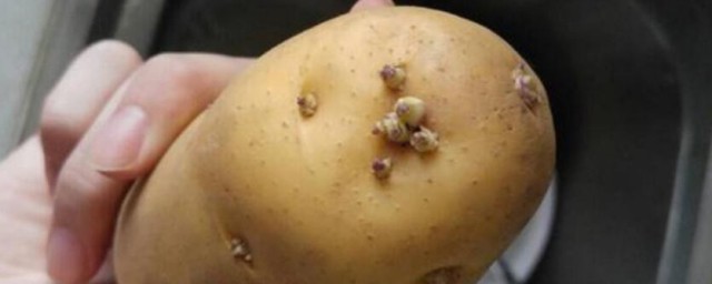 土豆发芽如何办 土豆发芽如何解决